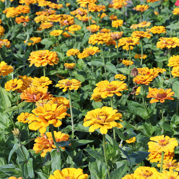 Zinnia Elegans Dahlia-Flowered Golden State