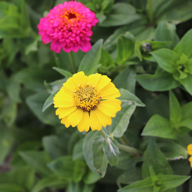 Zinnia Elegans Cresto Mixed