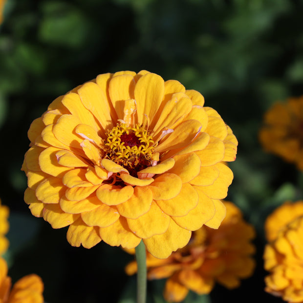 Zinnia Elegans Dahlia-Flowered Golden State