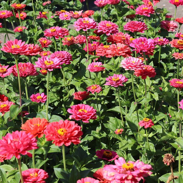 Zinnia Elegans Dahlienblühende Beleuchtung