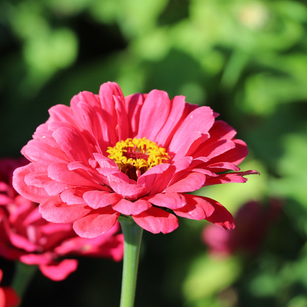 Zinnias from Seeds