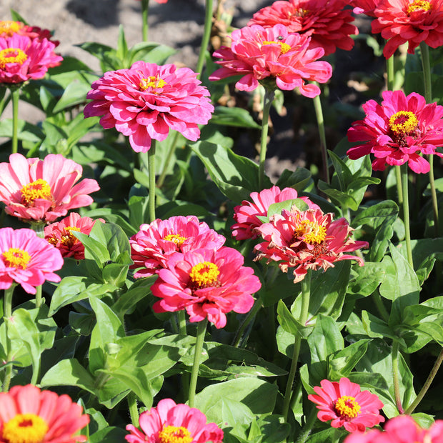 Zinnia Elegans Dahlienblühende Beleuchtung