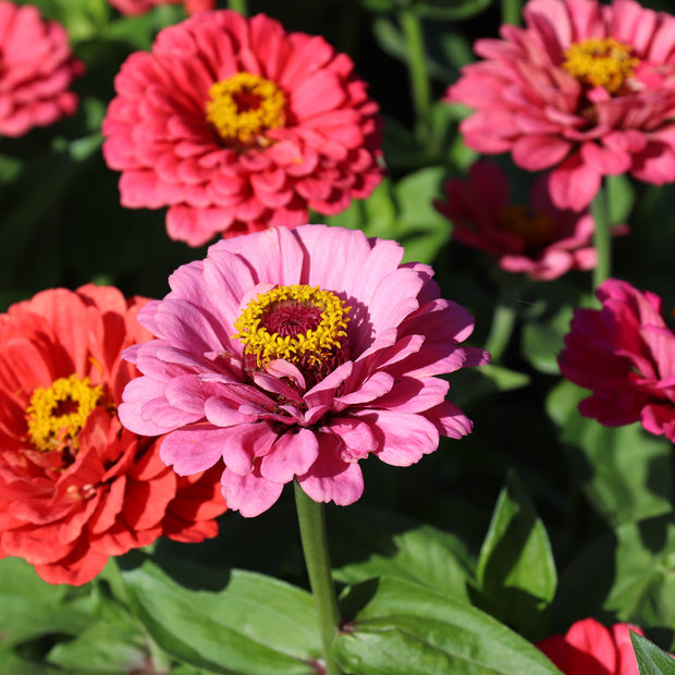 Zinnia Elegans Dahlienblühende Beleuchtung