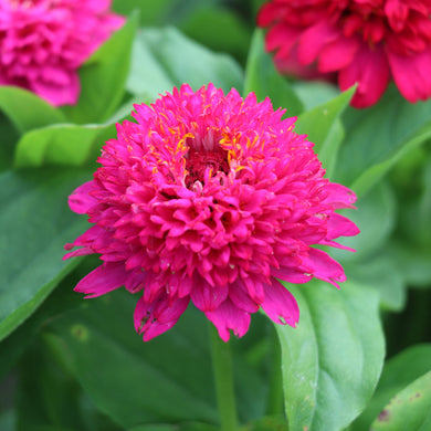 Zinnia Elegans Cresto Violett