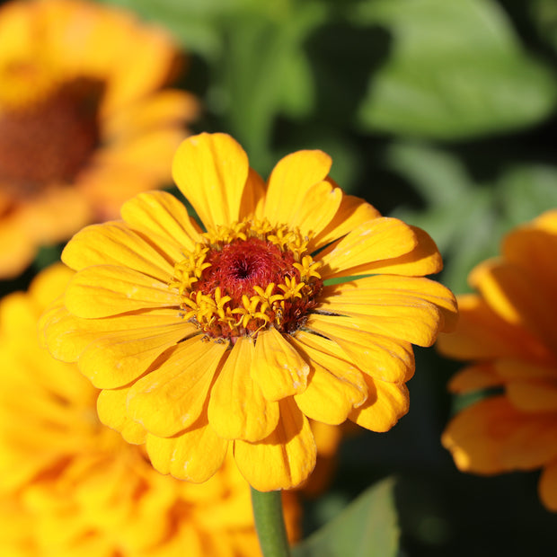 Zinnia Elegans Dahlia-Flowered Golden State