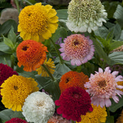 Zinnia Flower Seeds - Cresto Mixed Colors