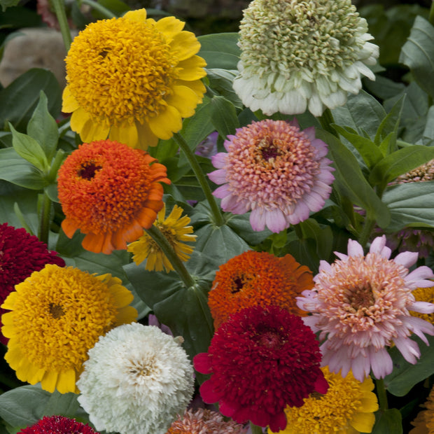 Zinnia Flower Seeds - Cresto Mixed Colors