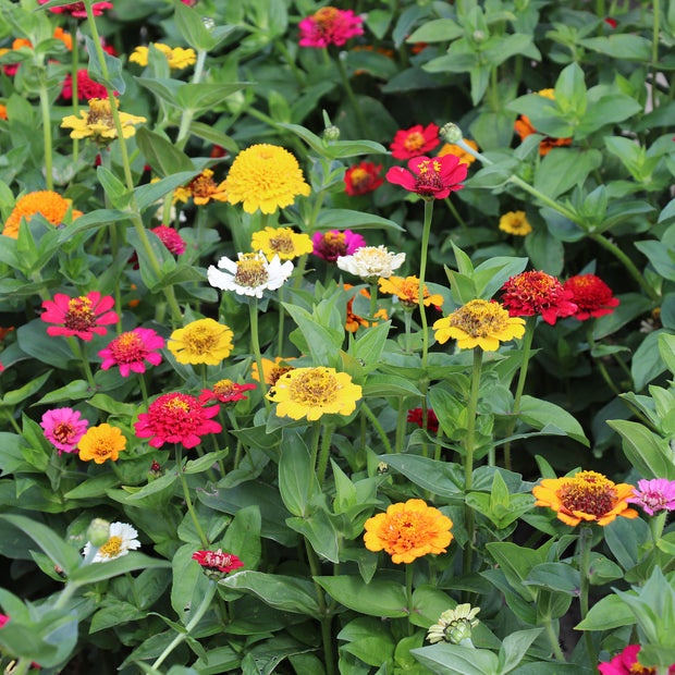 Zinnia Elegans Cresto Mixed