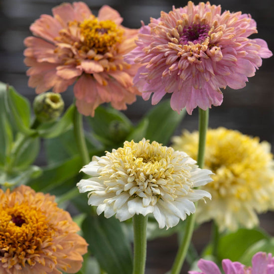 Zinnia Elegans Cresto Peach and Cream