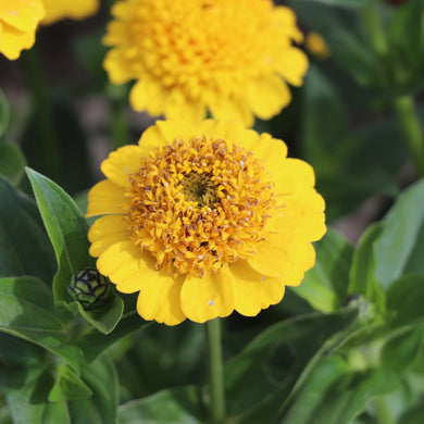 Zinnia Elegans Cresto Gelb