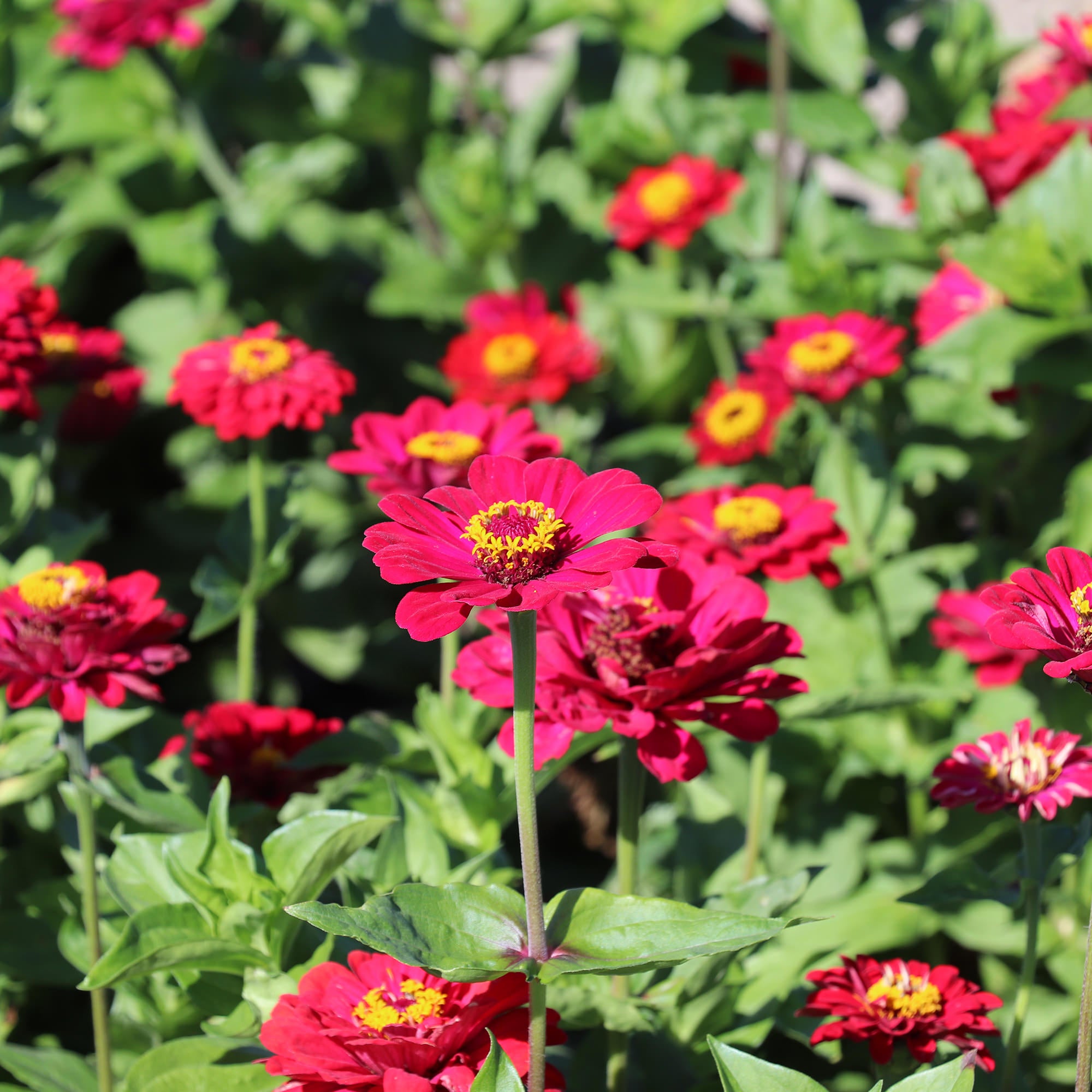 Zinnia Inca Zinnia Elegans Dahlia-Flowered Meteor | Red Zinnias | Fontana Seeds