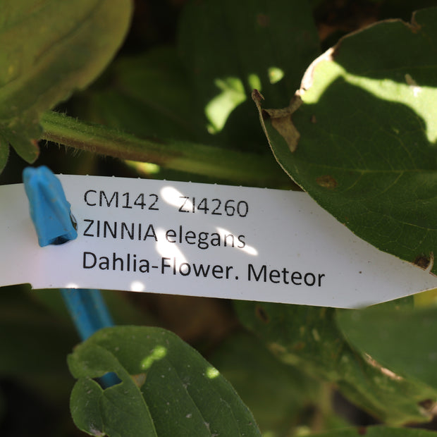 Zinnia Elegans Dahlia-Flowered Meteor