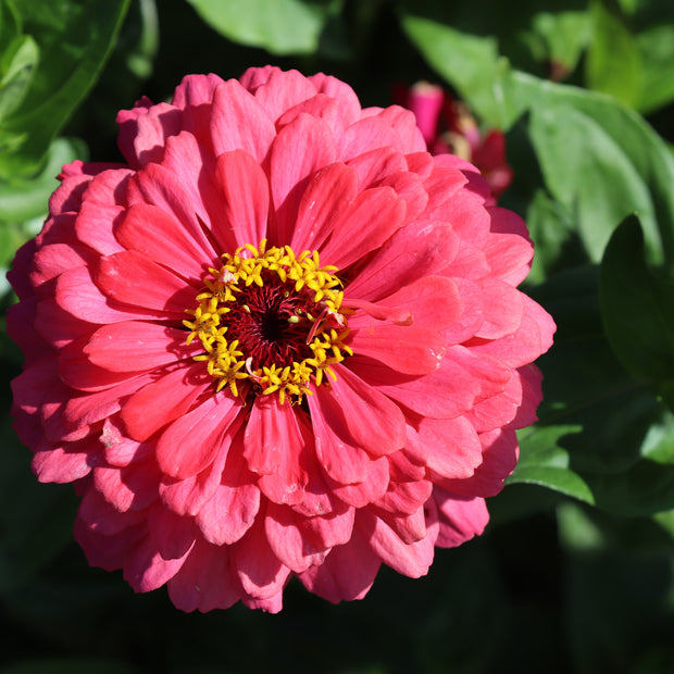 Pink Zinnia ZINNIA Dahlia Flowered Illumination Zinnias