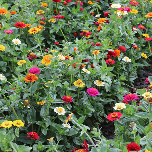 Zinnia Elegans Cresto Mixed