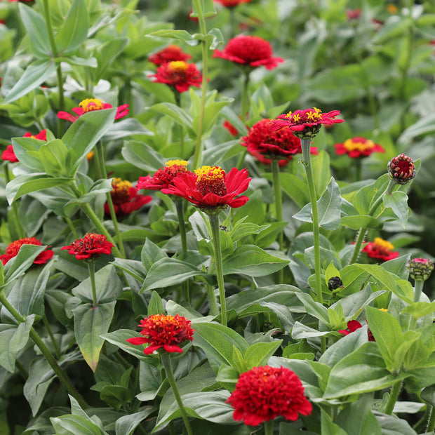 Zinnias in bloom red