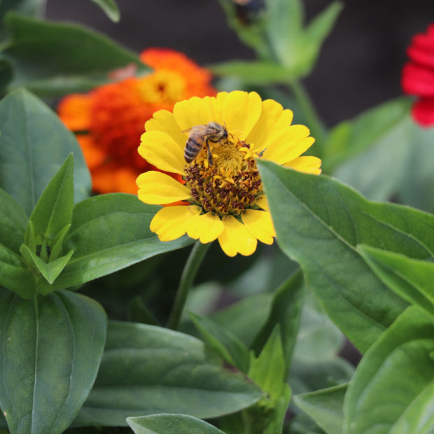 Zinnia Elegans Cresto Mixed