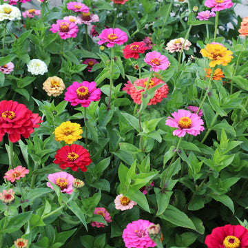Growing zinnias from seed