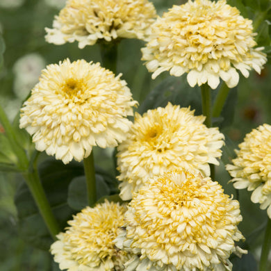 Zinnia Elegans Cresto Creme