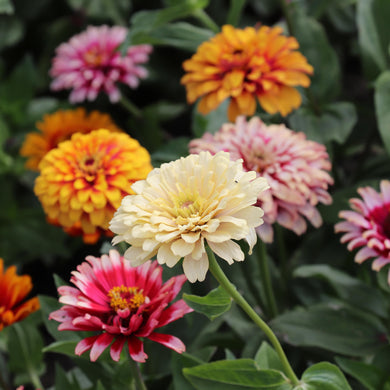 Zinnia Elegans Whirlygig-Mischung