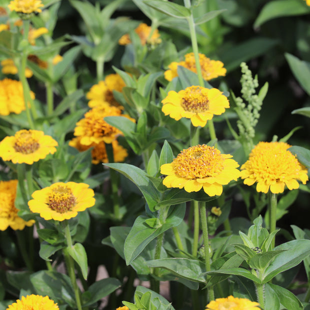 Seeds Zinnia Elegans Cresto Yellow