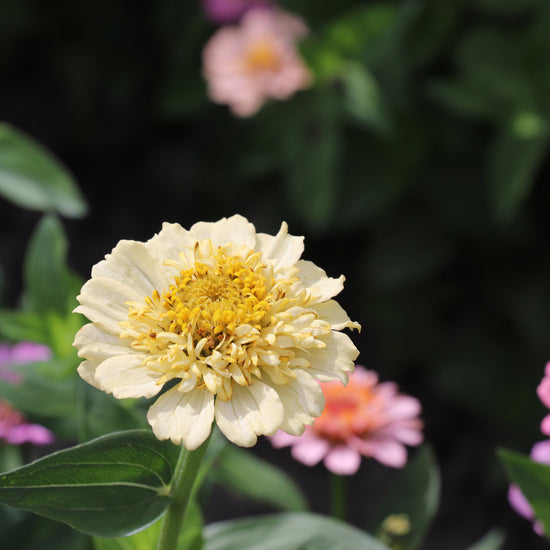 Creamy Peach Zinnias
