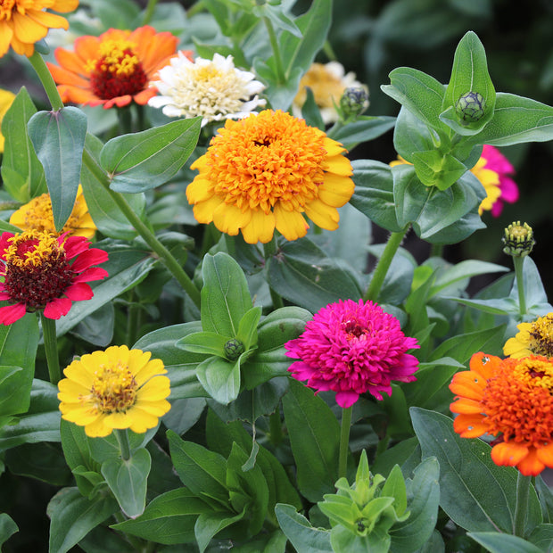 Zinnia Elegans Cresto Mixed