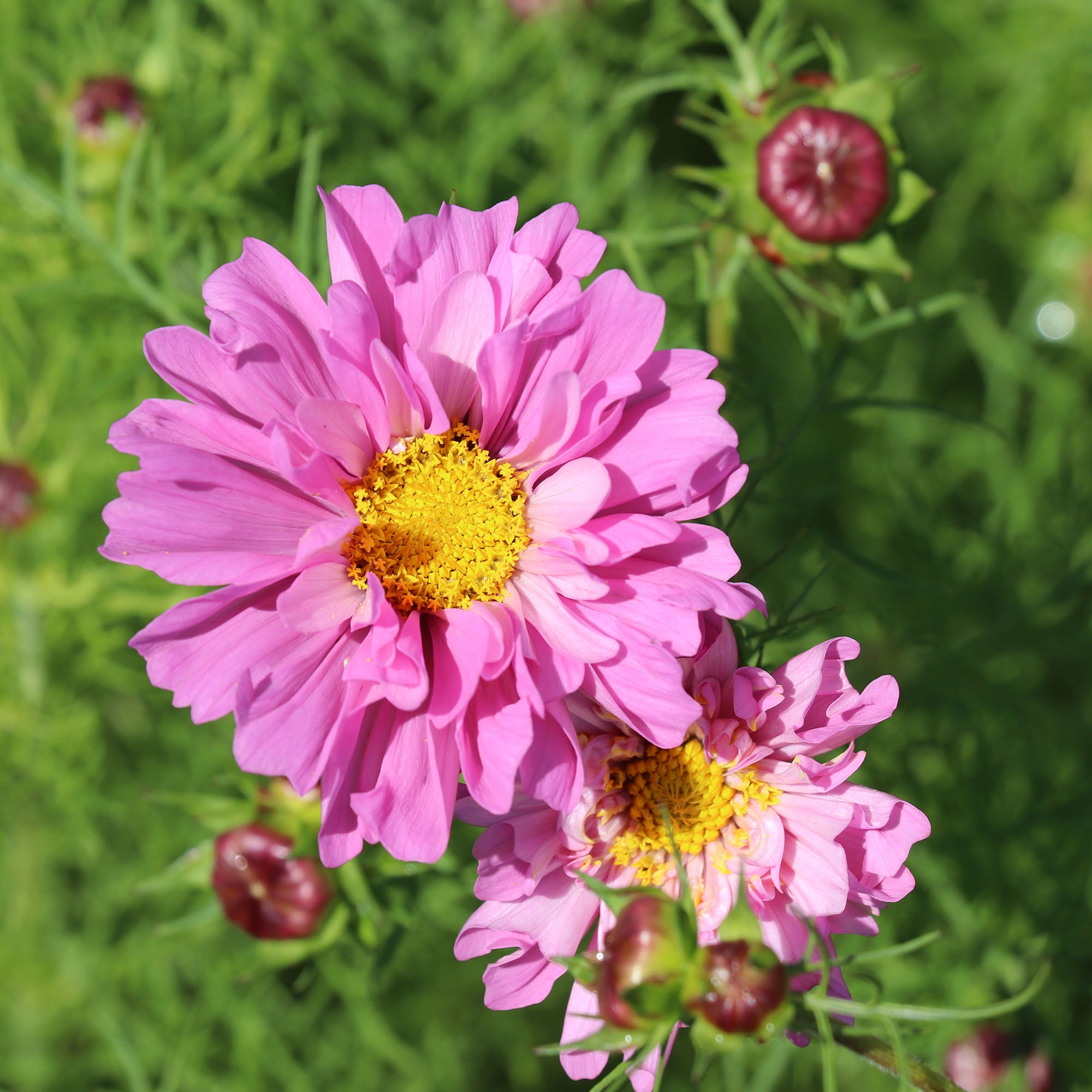 Cosmos Bipinnatus Double Dutch Rose - Cosmos Seeds | Fontana Seeds