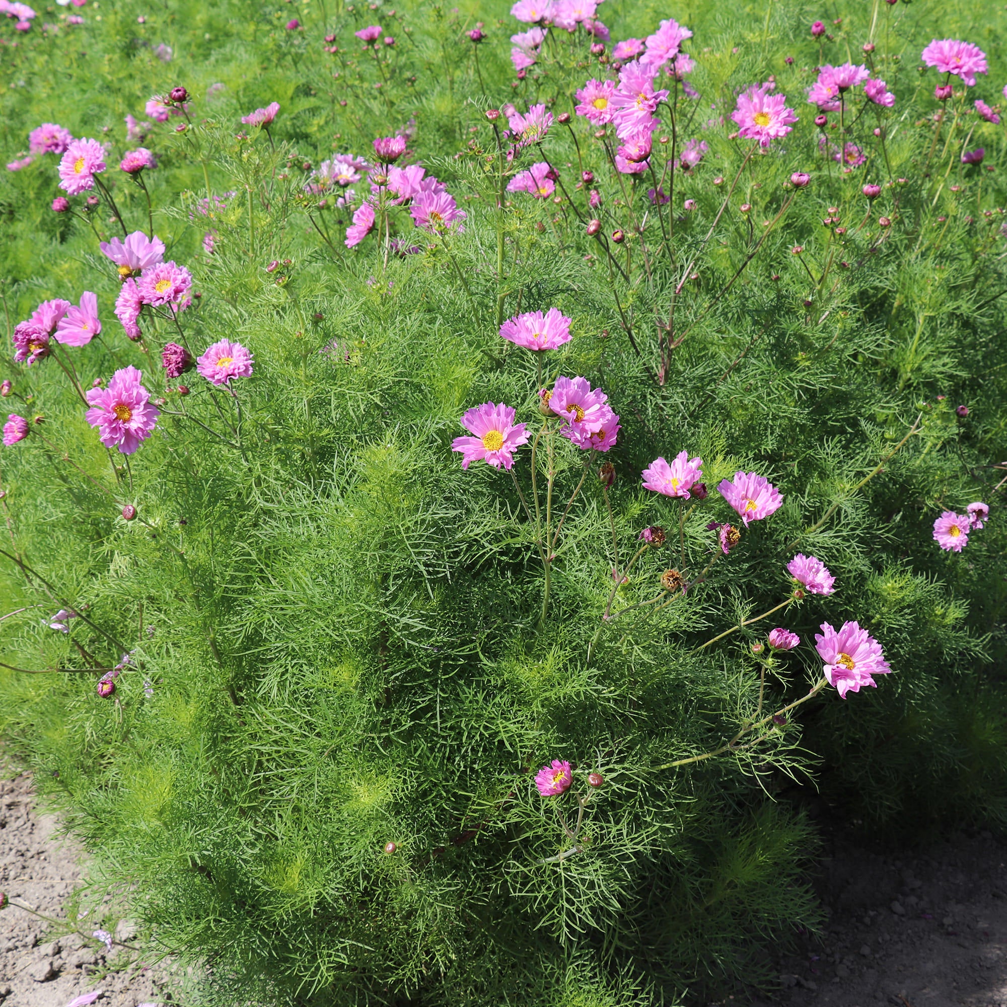 Cosmos Bipinnatus Double Dutch Rose - Cosmos Seeds | Fontana Seeds