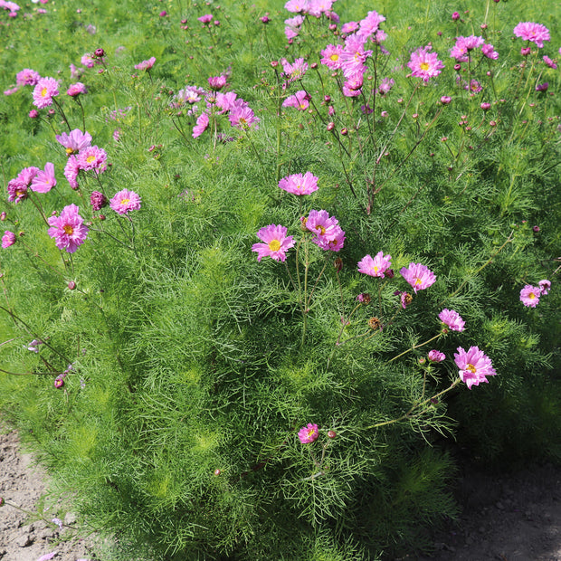 Cosmos Double Dutch Rose