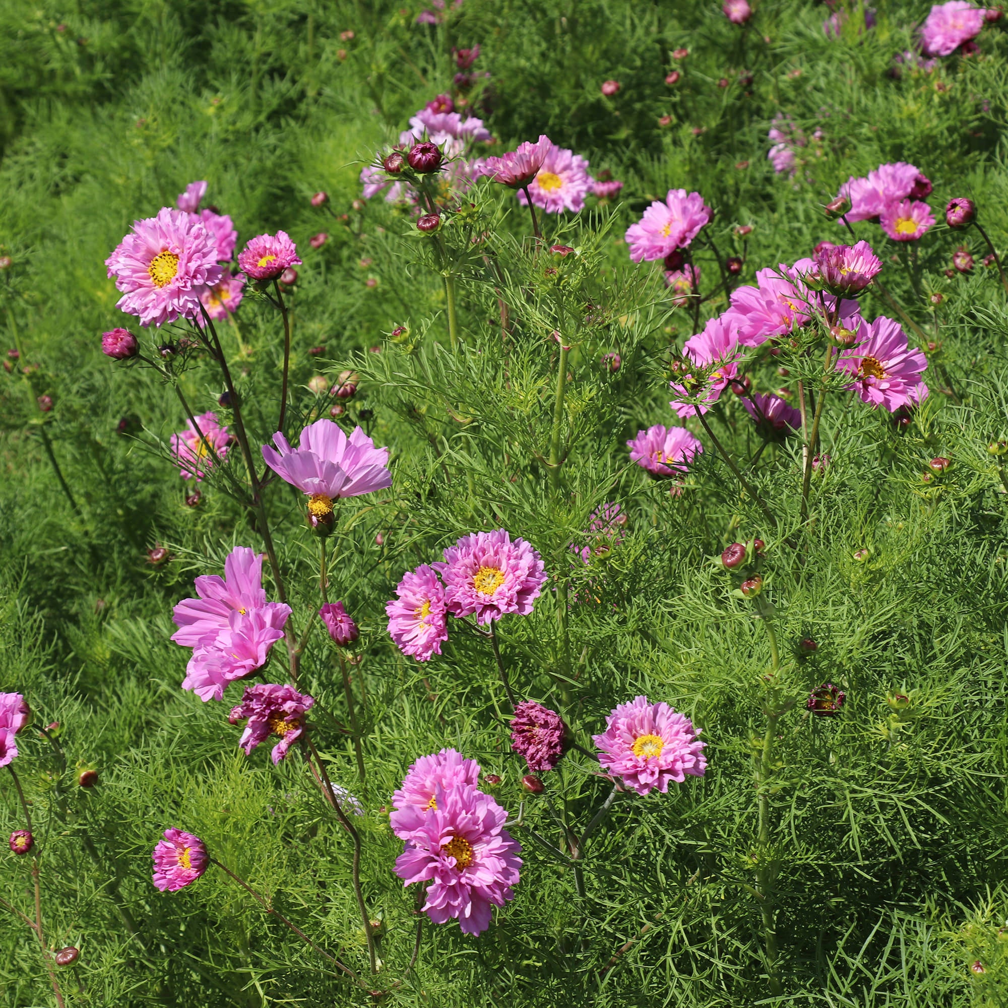 Cosmos Bipinnatus Double Dutch Rose - Cosmos Seeds | Fontana Seeds