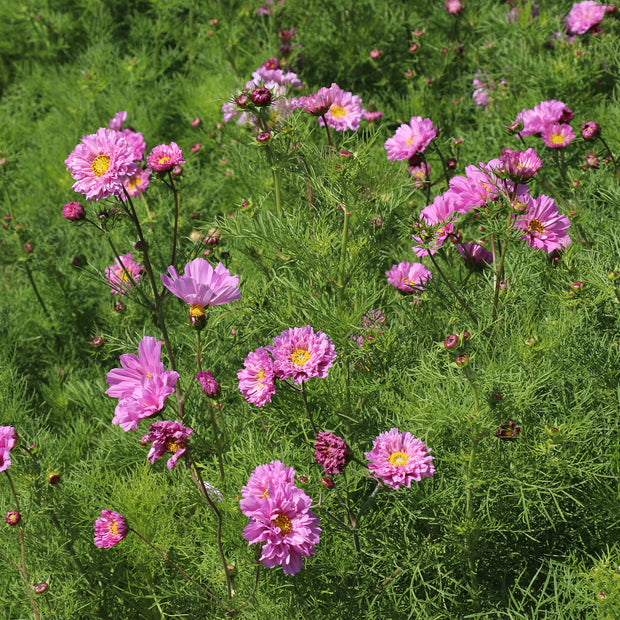 Cosmos Double Dutch Rose