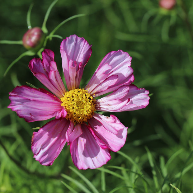 Cosmos Fizzy Rose Picotee