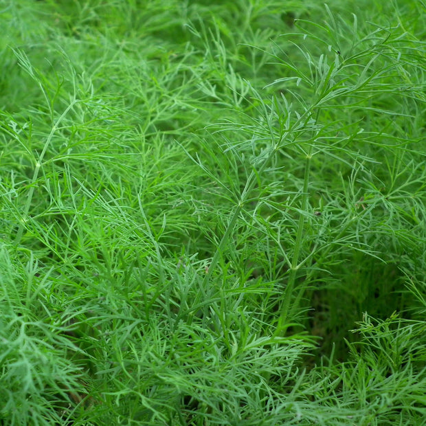 Dill Herb Foliage Greens