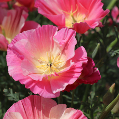 California Poppy Thai Silk Rose Chiffon