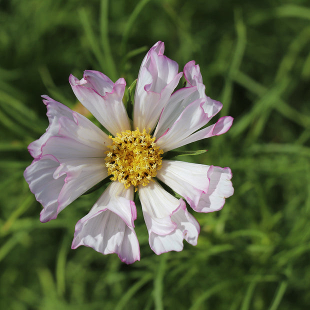 Cosmos Fizzy Rose Picotee