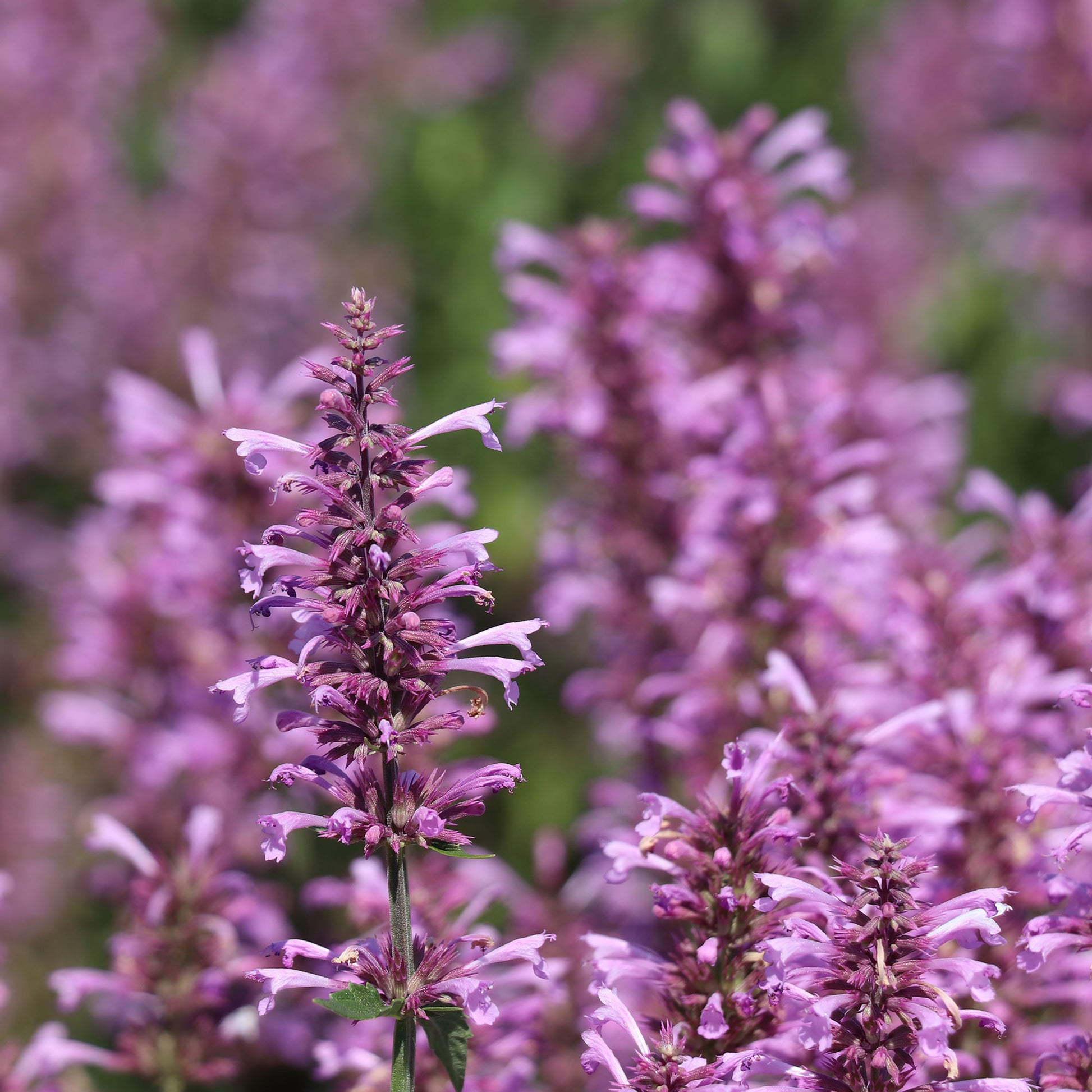 How to grow Agastache pallidiflora 'Rose Mint'