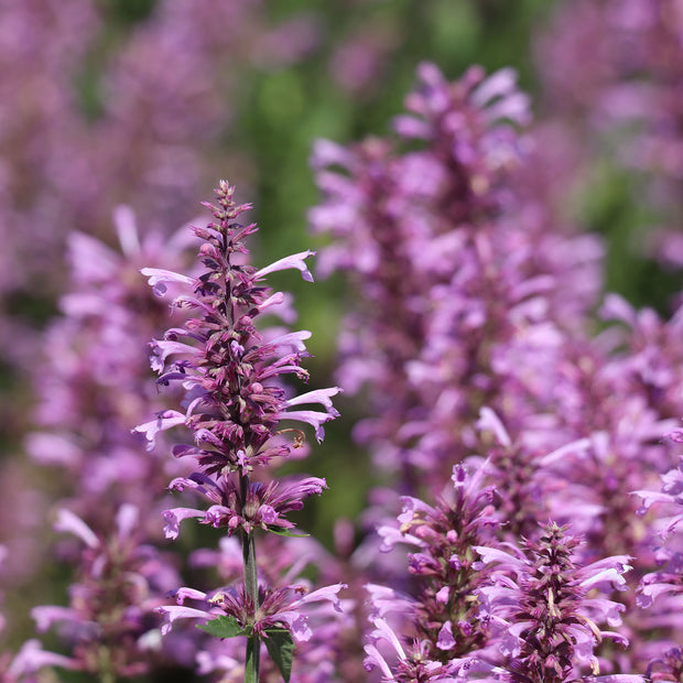 How to grow Agastache pallidiflora 'Rose Mint'