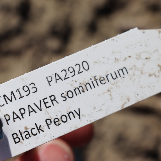Label Peony Poppy 'Black Paeony' (Papaver somniferum)
