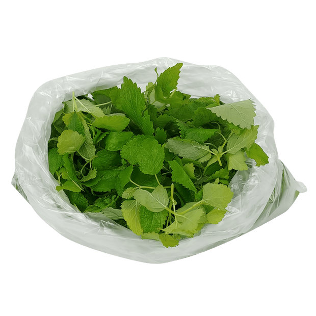 Melissa officinalis Lemon Balm Leaves